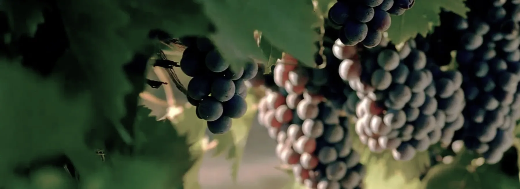 Снимок экрана 2025-07-20 в 20.17.25 1